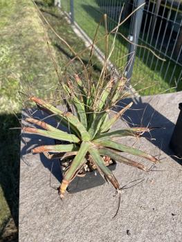 Leuchtenbergia principis v. trachythele